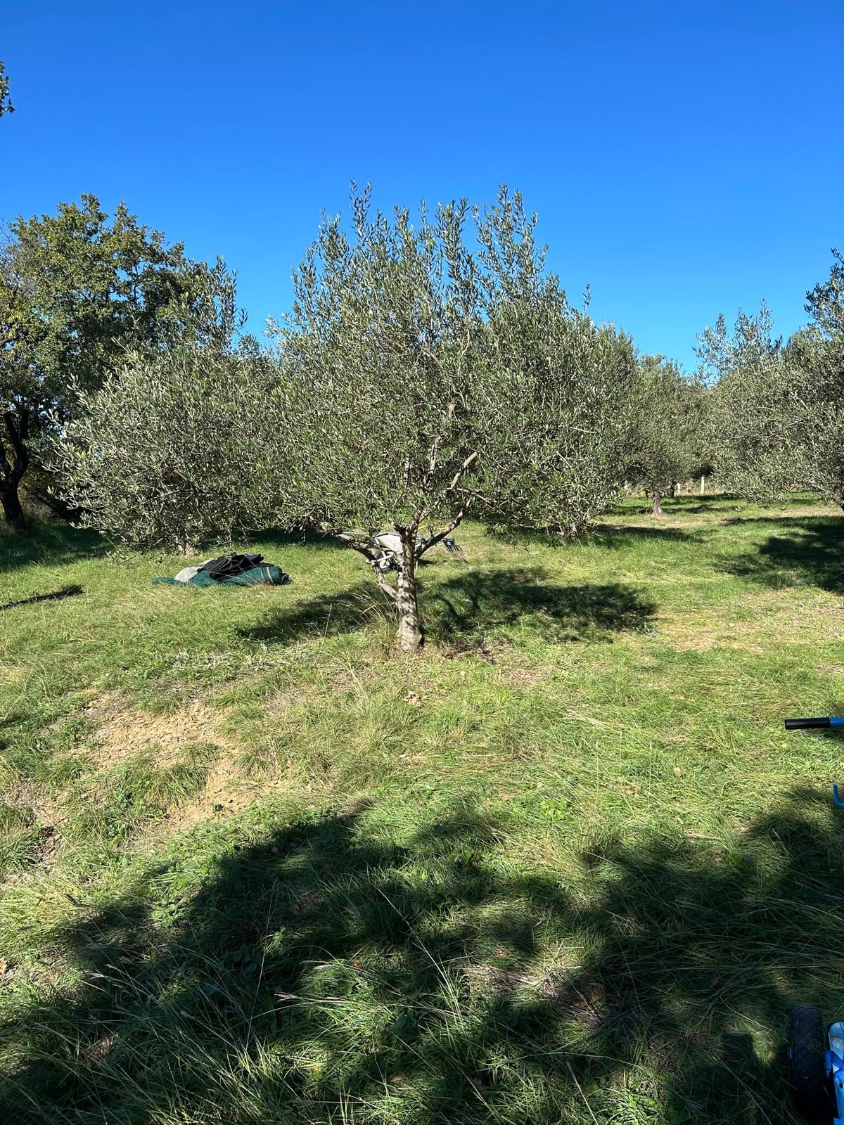 Unsere Olivenbäume