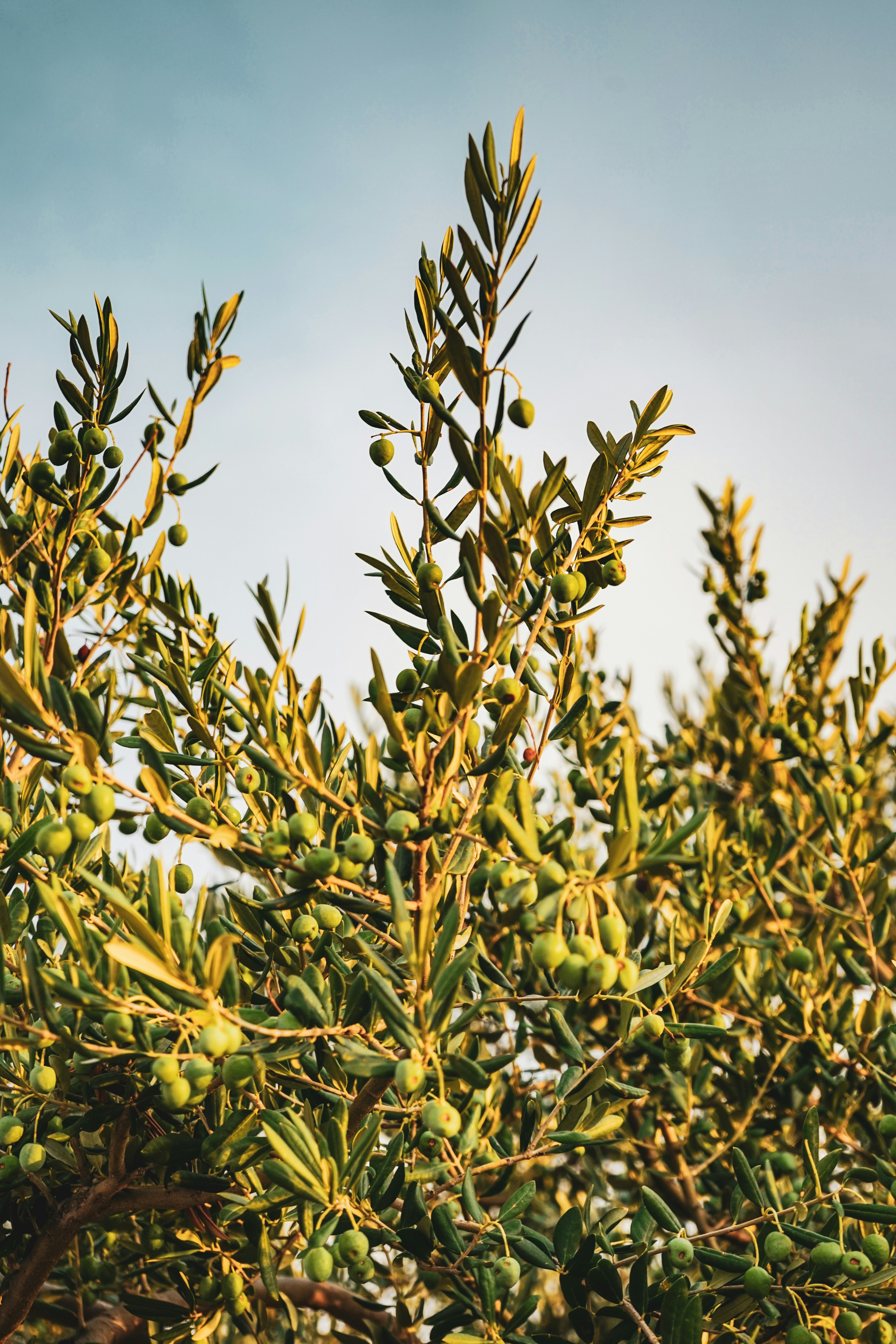 Olive trees hero background
